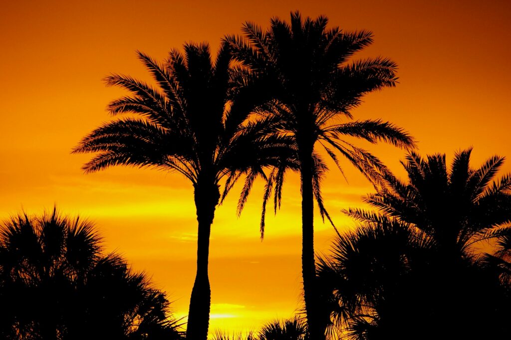 Sarasota Sunsets and Palm Trees Silhouettes of palm trees against a vibrant sunset sky in Sarasota, Florida.